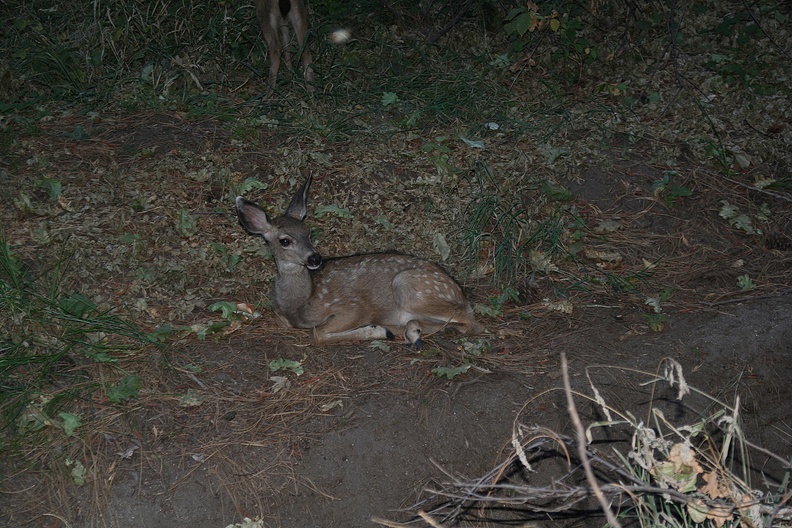 A deer (Keep Wildlife Wild). Img_4327.jpg